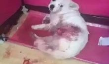 狗子的最新爆料图片,最新图片揭秘娱乐圈幕后风云