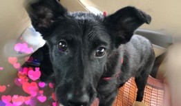 狗子的最新爆料图片,最新图片揭秘娱乐圈幕后风云